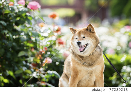柴犬　ポートレート　バラ園 77289218