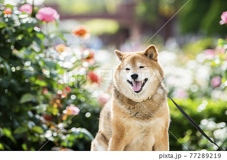 柴犬 ポートレート バラ園の写真素材