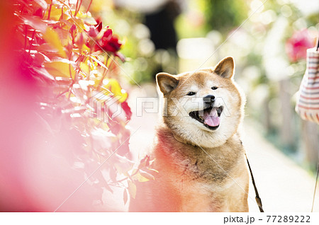 柴犬　ポートレート　バラ園　カメラ目線 77289222
