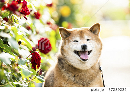 柴犬　ポートレート　バラ園　カメラ目線 77289225