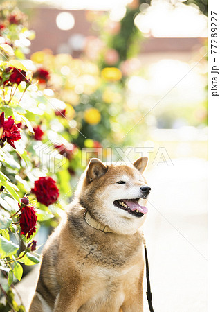 柴犬　ポートレート　バラ園 77289227