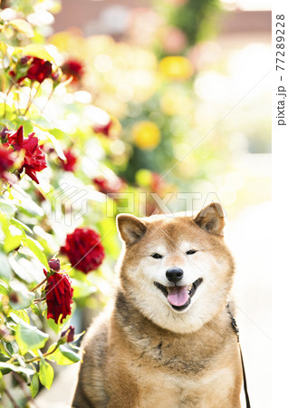 柴犬　ポートレート　バラ園　カメラ目線 77289228