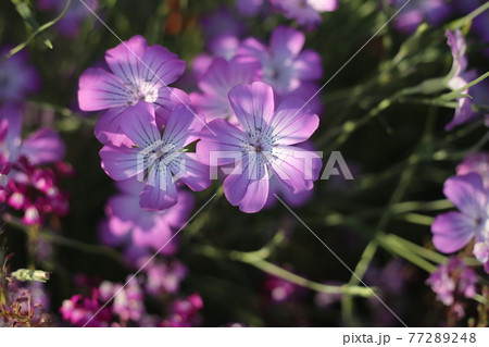 紫の可憐な花、アグロステンマ 77289248