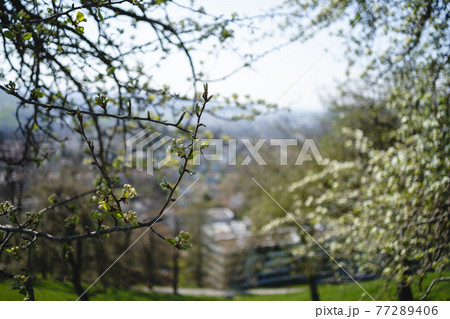 Sprouting buds on old trees in spring - everything begins to bloom Sprouting buds on old trees in spring - everything begins to bloom 77289406