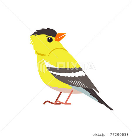 American goldfinch. Yellow bird in the finch family Cartoon flat beautiful character of ornithology, vector illustration isolated on white background 77290653