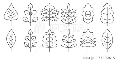 Vector set of black line autumn leaves isolated 77290815