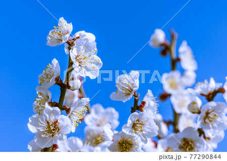 梅の花　白梅 77290844