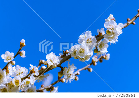 梅の花　白梅 77290861