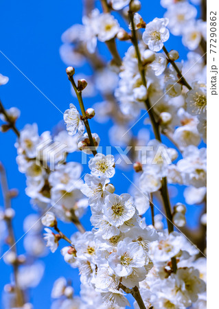 梅の花　白梅 77290862