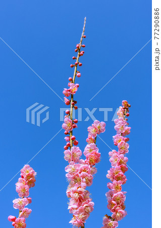 梅の花 紅梅 梅の花 紅梅 77290886