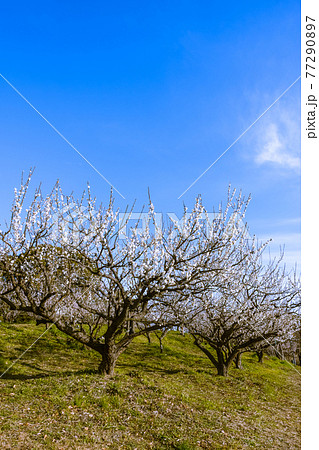 梅の花　白梅 77290897