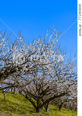 梅の花 白梅 梅の花 白梅 77290899