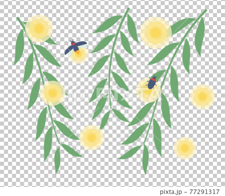 Light of firefly on willow 77291317