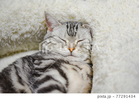 幸せそうに眠る猫のアップの写真素材 [77291434] - PIXTA