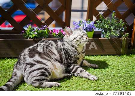 春のベランダでくつろぐ猫 77291435