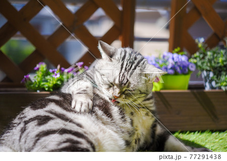 春のベランダでくつろぐ猫 77291438