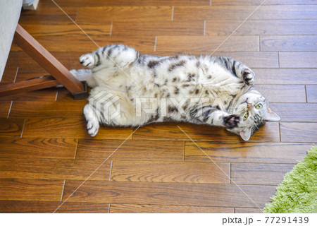 ヘソ天でくつろぐ猫 77291439