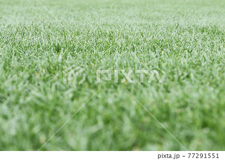 きれいに整備された青々とした天然芝 77291551