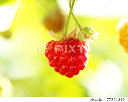 ラズベリー ラズベリー 77291810