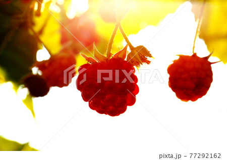 ラズベリー 77292162