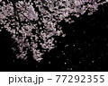黒バックのサクラ吹雪 77292355