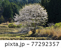 愛知県稲武地区の棚田一本桜 77292357