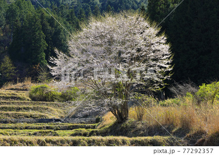 愛知県稲武地区の棚田一本桜 愛知県稲武地区の棚田一本桜 77292357