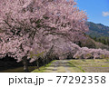 愛知県名倉地区のコヒガンサクラ 77292358