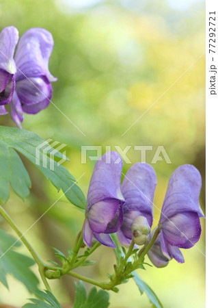 トリカブト ヤマトリカブト 山野草 毒草 紫色の花 秋の写真素材