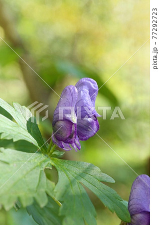 トリカブト ヤマトリカブト 山野草 毒草 紫色の花 秋の写真素材