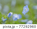雨天の日の青いネモフィラとしずく 77292960