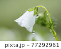 雨天の日の白いネモフィラとしずく 77292961