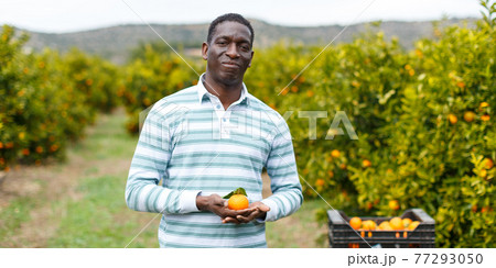 Afro male farmer picking mandarins Afro male farmer picking mandarins 77293050