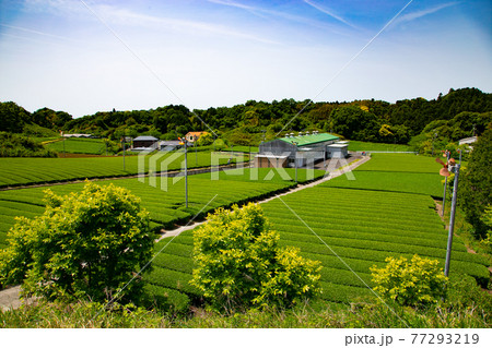 お茶畑・静岡県菊川 77293219