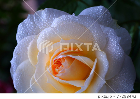 雨に輝くバラ 雨に輝くバラ 77293442