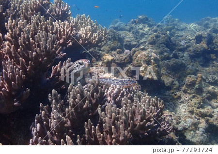 沖縄の綺麗な海底で見つけたウミガメ 沖縄の綺麗な海底で見つけたウミガメ 77293724
