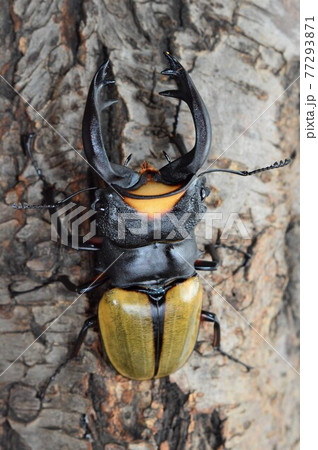 ラコダールツヤクワガタの森の樹木の上で 77293871
