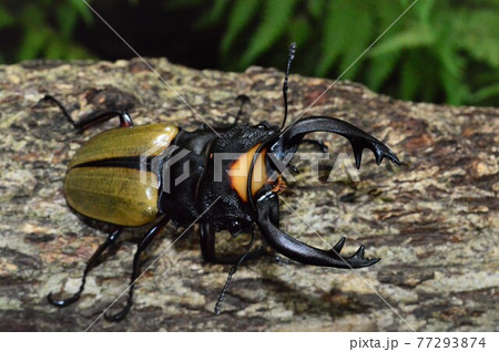 ラコダールツヤクワガタの森の樹木の上で 77293874