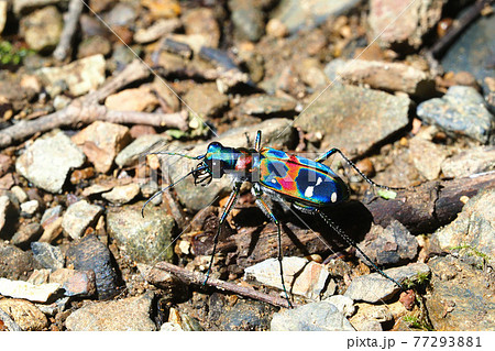 ハンミョウ（ナミハンミョウ） 77293881