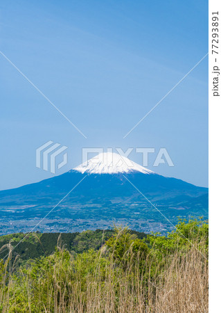 矢倉岳(箱根)の山頂から見た富士山 矢倉岳(箱根)の山頂から見た富士山 77293891