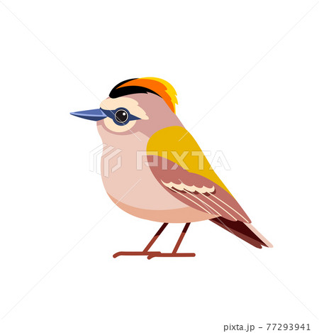 Goldcrest is a very small passerine bird in the kinglet family. Tiny bird Cartoon flat style beautiful character of ornithology, vector illustration isolated on white background Goldcrest is a very small passerine bird in the kinglet family. Tiny bird Cartoon flat style beautiful character of ornithology, vector illustration isolated on white background 77293941