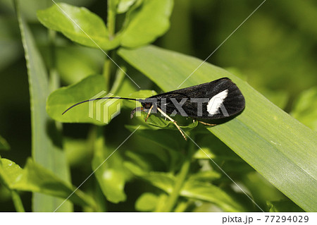 ヨツメトビケラ ヨツメトビケラ 77294029