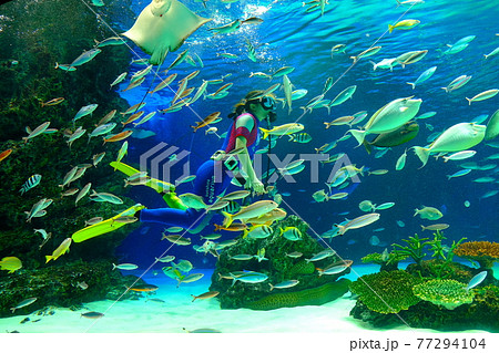 サンシャイン水族館 77294104