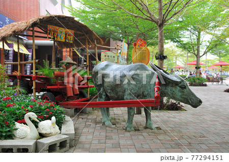 台湾 花 フラワー 77294151