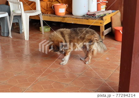 タイ、チェンマイにある寺院に住む犬 タイ、チェンマイにある寺院に住む犬 77294214