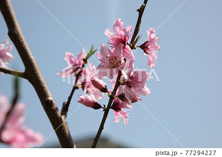 桃の花 桃の花 77294227