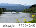 菜の花が咲く最上川の景色 77294245