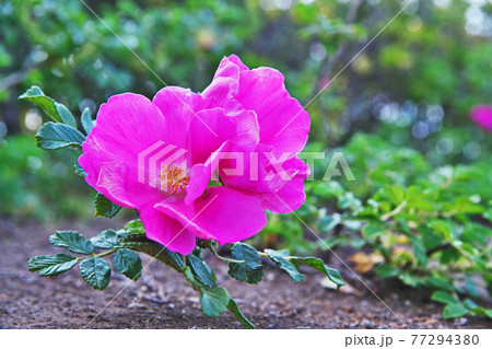 ピンクのハマナスの花 77294380