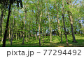 森 77294492