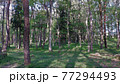 森 77294493